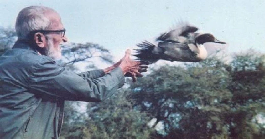 birth anniversary of ornithologist dr salim ali