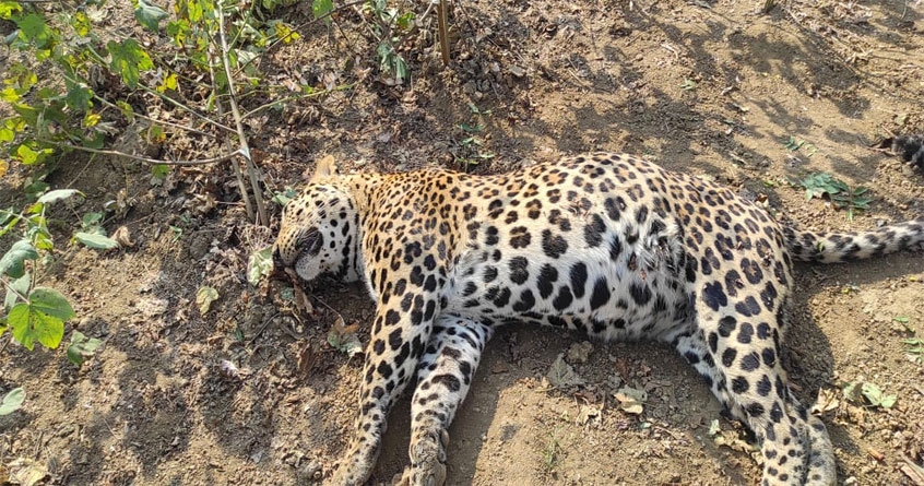 leopard found dead in kanhan nagpur