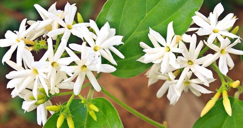 flower
