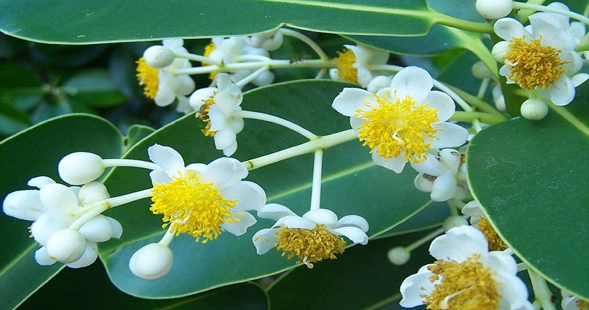 flower
