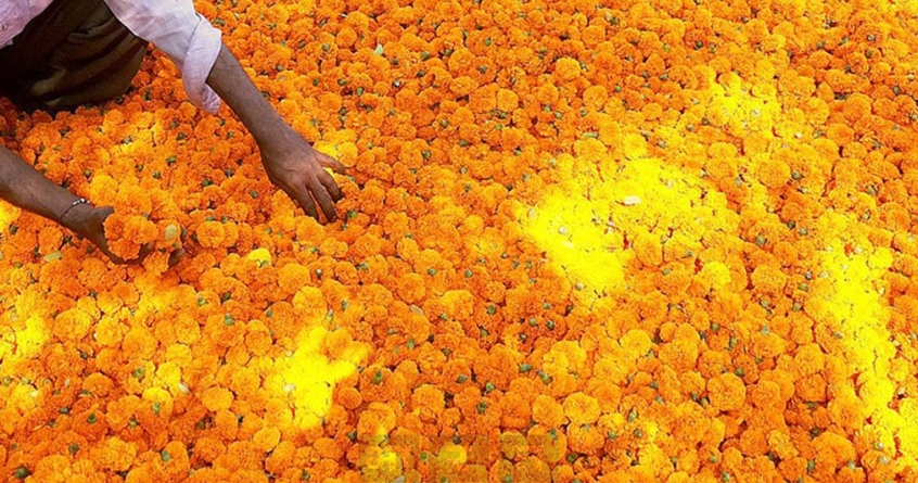 decrease-in-marigold-prices-due-to-increase-in-supply - Abhijeet Bharat