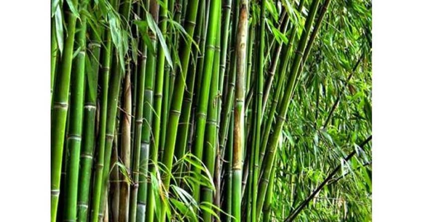 Bamboo