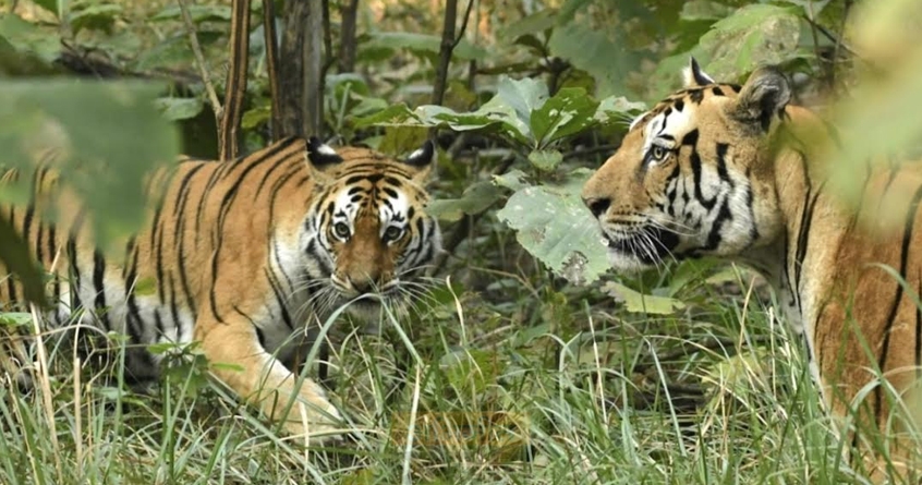 shillari-wildlife-project-diwali-tiger-safari - Abhijeet Bharat