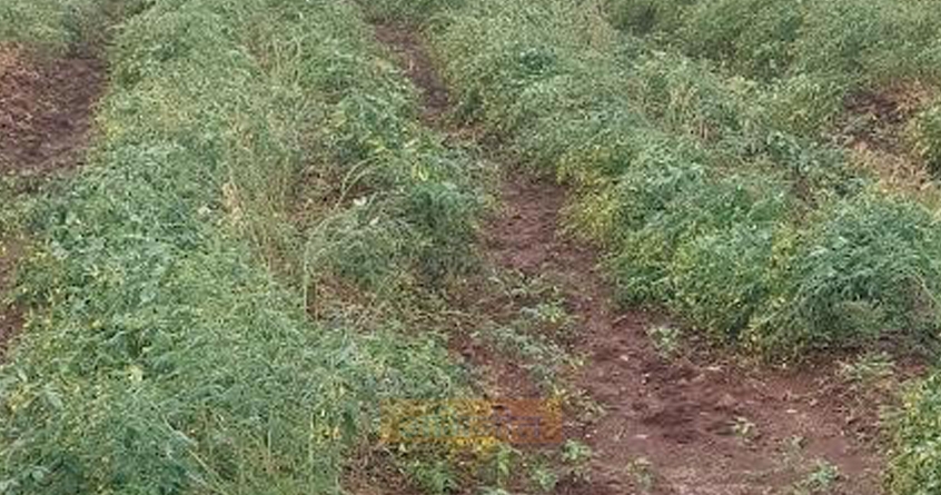 crop-loss-chandur-railway-november-rain - Abhijeet Bharat