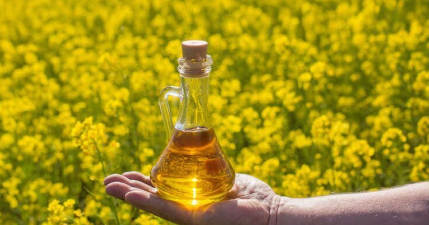 winter care tips benefits of mustard oil 