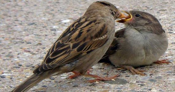 World Sparrow Day: चिमण्यांसाठी एवढे कराच!