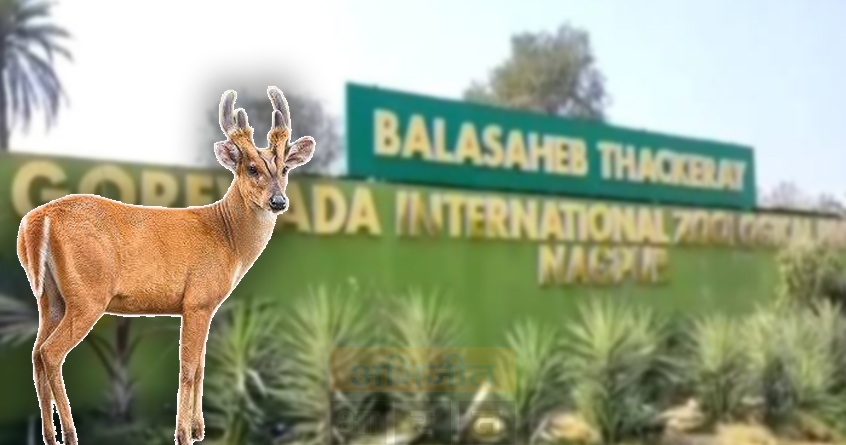 Deer - Abhijeet Bharat