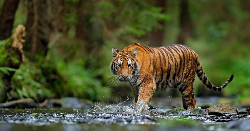 Wild Tiger - Abhijeet Bharat