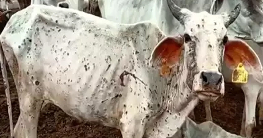 prevent lumpy skin disease by proper care of livestock soumya sharma - Abhijeet Bharat