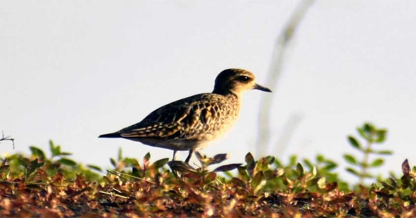 Son Chikhlya Bird