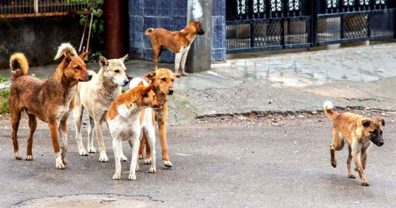 भटक्या कुत्र्यांचा बंदोबस्त करा!