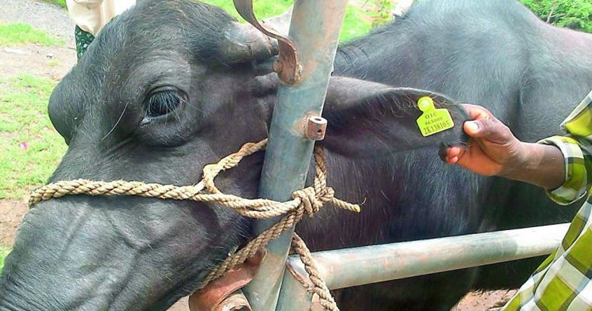 ear tagging of livestock is mandatory from june 1