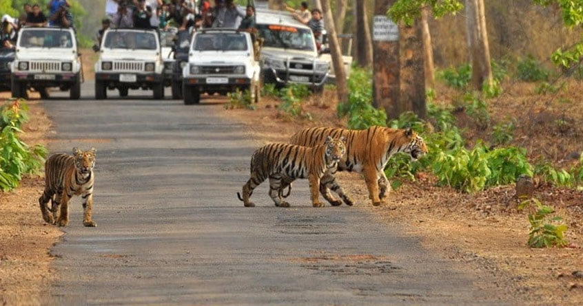 Jungle safari in all sanctuaries in Vidarbha closed