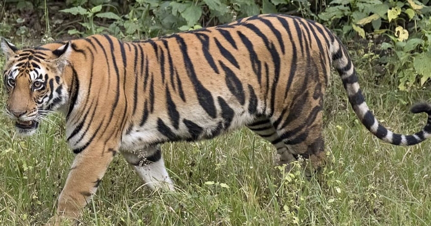 Tiger attacked a cow at Navegaon Khairi near Nagpur