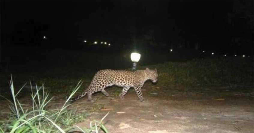 Leopard sightings in Dabha area