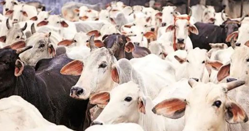 Rescue of 7 bovine animals held for slaughter