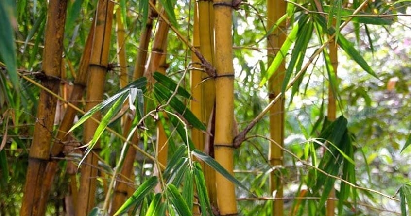 Subsidy for cultivation of bamboo 