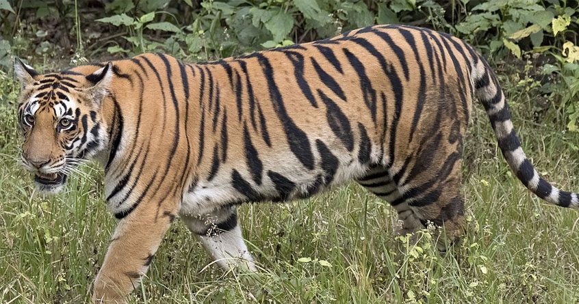 Farmer at Mindala in Nagbhid died in tiger attack