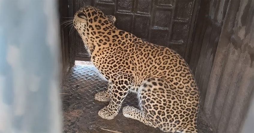 Kolhapur Leopard captured