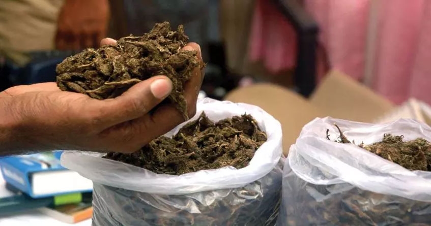 Ganja smuggling racket