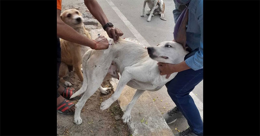 Free rabies vaccination