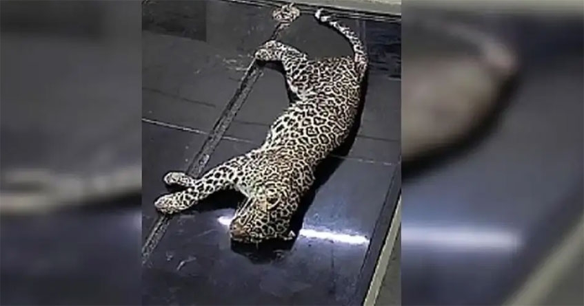 female leopard tragically died
