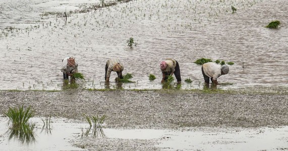 महाराष्ट्रात पुढील सहा दिवस मुसळधार पावसाचा इशारा; शेतकऱ्यांना सतर्कतेचे आवाहन