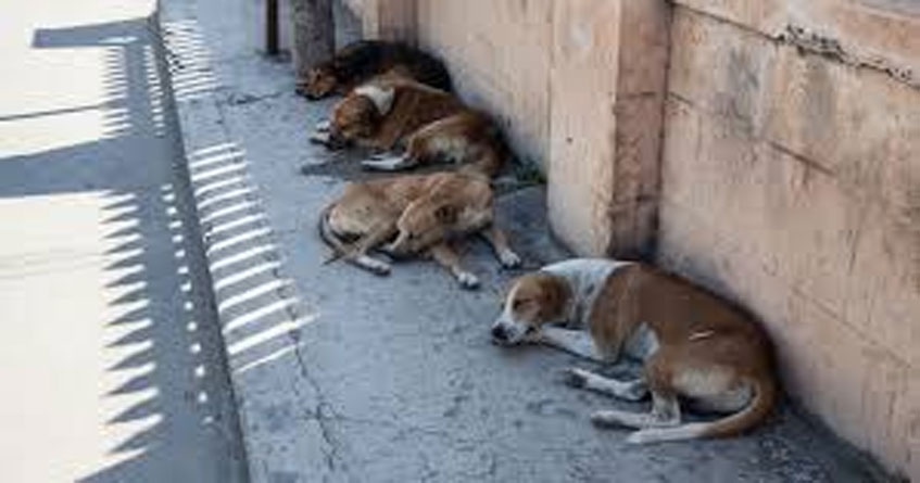 100 stray dogs killed