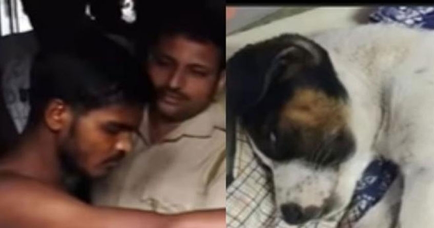 In Malad Sexual assault on innocent puppy