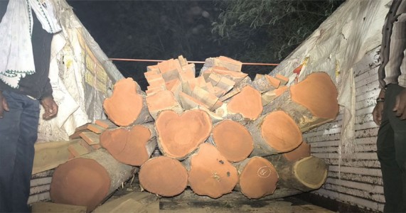 नागपुरात वन विभागाची मोठी कारवाई, मालगाव-कापसीहून ४० लाखांचा अवैध सागवान जप्त