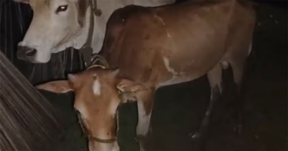 गोतस्करीच्या संशयातून मानकापुरात तणाव चंद्रपूरच्या कारवर रॉडने हल्ला