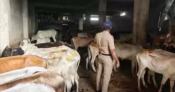नागपूरच्या टेका नाक्यावर गोवंश तस्करीविरोधात पोलिसांची कारवाई; १४ जनावरे ताब्यात, दोघे अटकेत