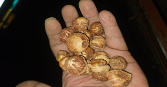 नागपूर ग्रामीण पोलिसांचा सडलेल्या सुपारीच्या कारोबारावर प्रहार; वडोद्यात गोदामावर छापा!