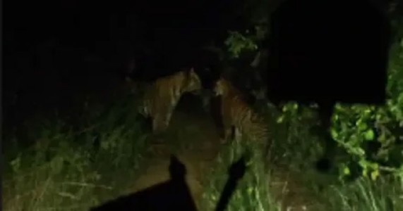 भंडाऱ्यात वाघांचा जीवघेणा हल्ला; नवविवाहित मजुराचा मृत्यू, चौघांनी पळून वाचवला जीव