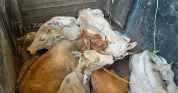नागपूरच्या गड्डीगोदामात ३० गोवंश कोंडून ठेवल्याचा प्रकार उघड; गुन्हे शाखेची छापेमारी, दोघांना अटक