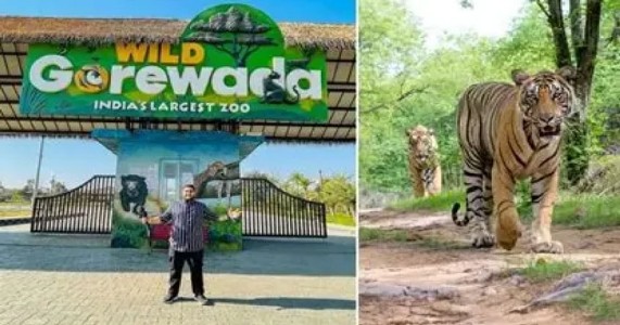 नागपूरच्या गोरेवाडा झूभोवती सुरक्षा वाढणार; बिबट्यांना रोखण्यासाठी भिंत उंचावणार
