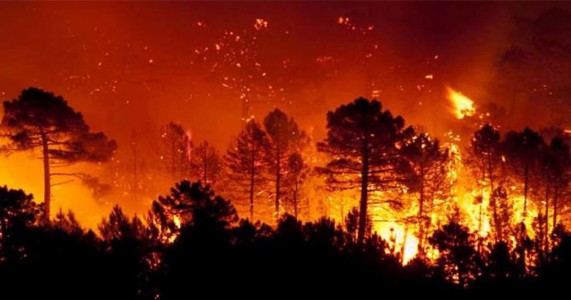 अमरावतीत मध्यरात्री भीषण आग; हिरवी झाडे पेटली, नागरिकांमध्ये भीतीचे वातावरण