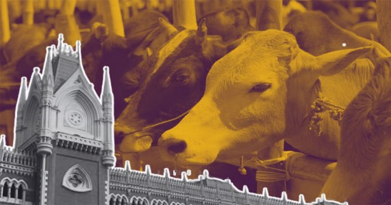 गायीची कुर्बानी इस्लाममध्ये अनिवार्य नाही; बकरीदपूर्वी कलकत्ता उच्च न्यायालयाचा महत्त्वपूर्ण निर्णय