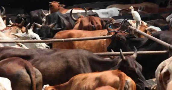गोतस्करीवर सरकारचा कडक प्रहार; अवैध व्यवहार करणाऱ्यांवर आता MCOCA ची कारवाई
