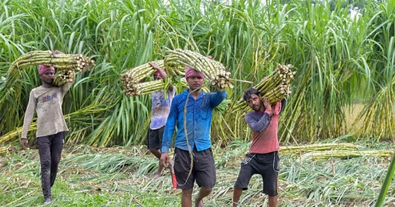 केंद्र सरकारकडून ऊस उत्पादक शेतकऱ्यांसाठी मोठा दिलासा; FRP मध्ये वाढ, प्रति टन मिळणार अधिक दर