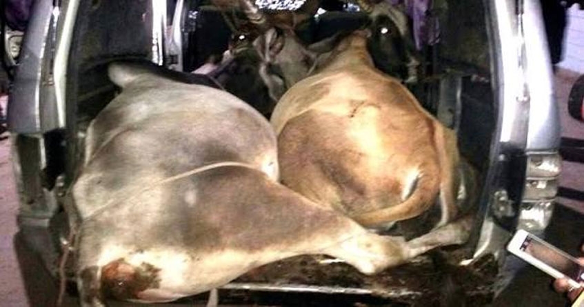 Theft of cattle