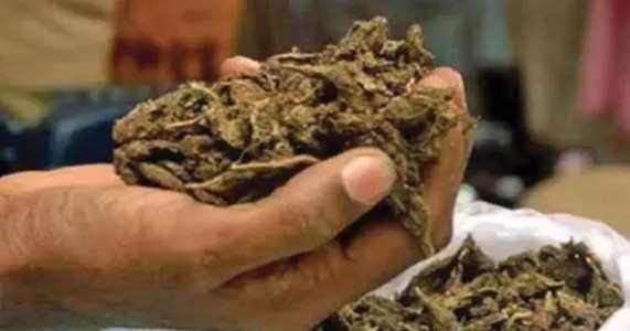 नागपुरात अमली पदार्थांवर पोलिसांचा घाव; १.१४५ किलो गांजासह युवक अटकेत, मुख्य सूत्रधार फरार