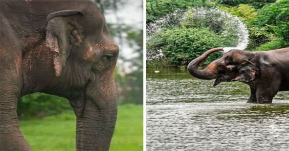 माधुरी हत्तीणीची अखेर घरवापसी; ४८ तासांचा प्रवास करून नांदणीत दाखल