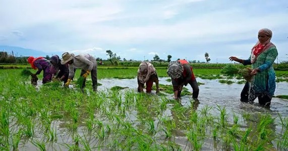 पावसाने पुन्हा धरला जोर; मुंबई-पुण्यासह मराठवाडा, विदर्भात सरी, शेतकऱ्यांना दिलासा
